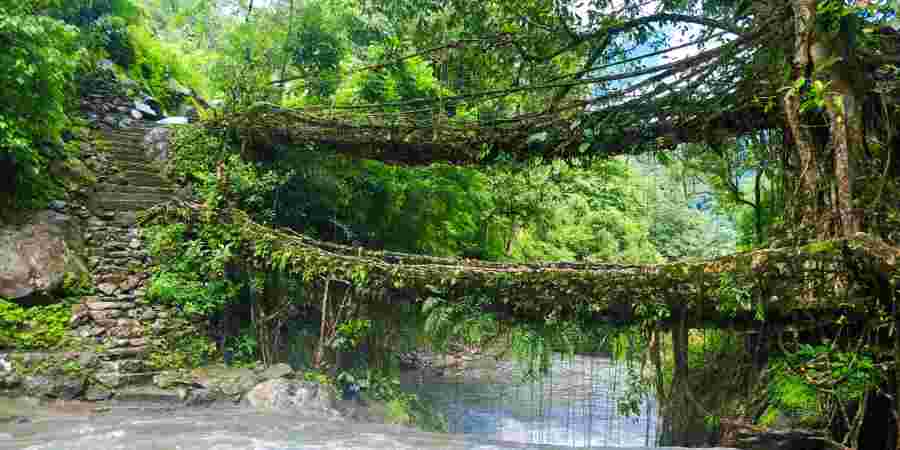 NONGRIAT ROOT BRIDGES